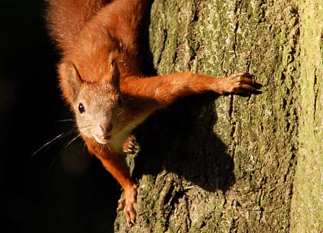 Sciurus vulgaris - wiewiórka zamieszkująca pobliski Park Jordana